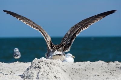 Seagulls flying over sea against sky