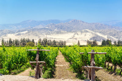 Vineyard by mountain range against blue sky