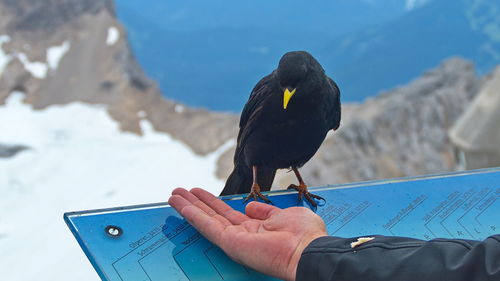 Close-up of hand holding bird