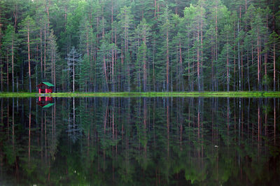 Scenic view of lake by trees in forest