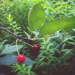 Close-up of red berries on tree