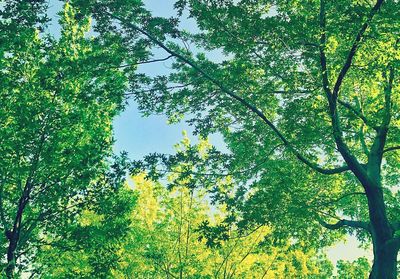 Low angle view of trees in forest against sky