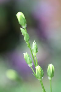 Close-up of purple flower buds