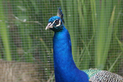 Blue peacock against plants