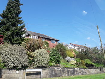 Plants and trees by building against clear blue sky