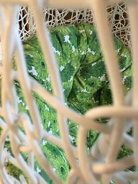 Close-up of plant