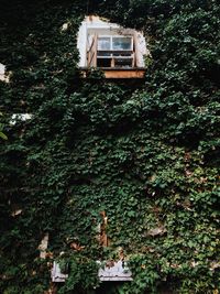 Low angle view of house and trees in forest