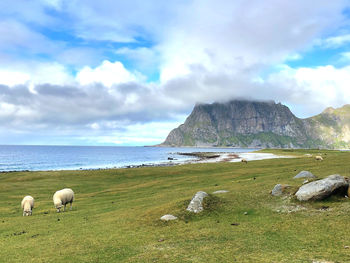 View of sheep on landscape against sky