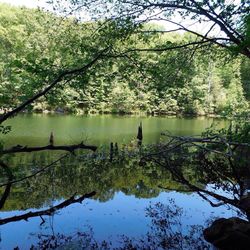 Reflection of trees in water