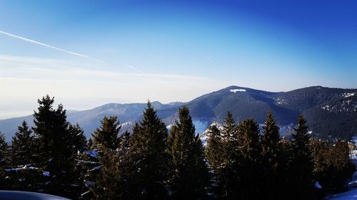 Trees on mountain against blue sky