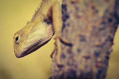 Close-up of lizard