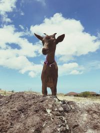 Dog standing against sky
