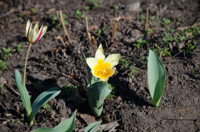 High angle view of crocus growing on field