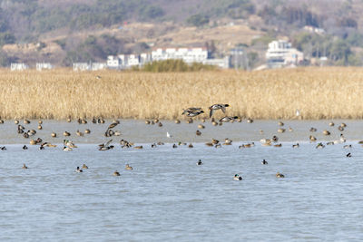 Flock of birds in lake