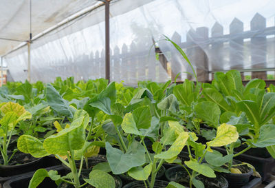 Close-up of potted plants in greenhouse