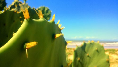 Close-up of plant against sky