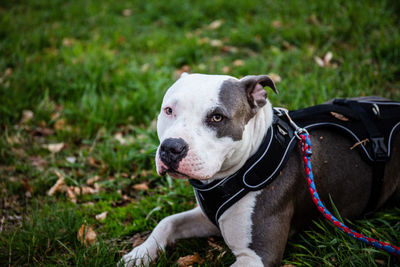 Dog looking away on field