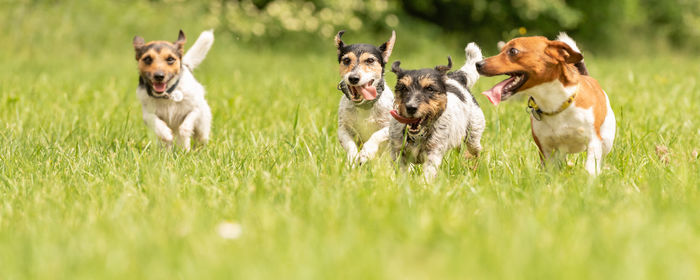 Dogs running on grassy field