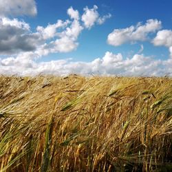 Wheat field against sky