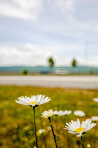 Close-up of white flowers blooming against sky