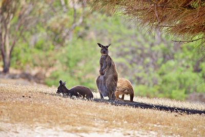 Kangaroos seeking shade
