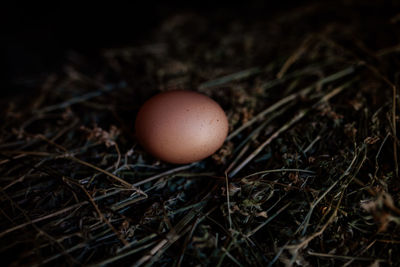 High angle view of egg on land