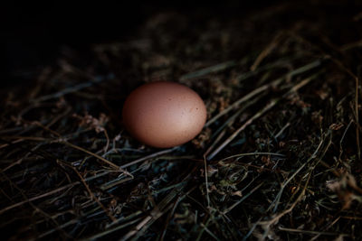 Close-up of eggs on field