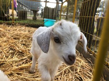 Close-up of goat in pen