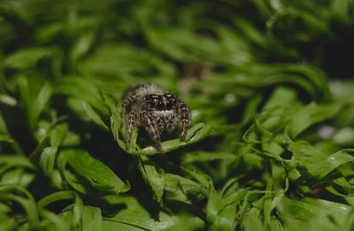 Close-up of butterfly on plant