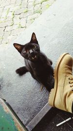 High angle view of black cat sitting outdoors