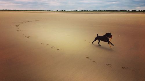 Dog running on sand