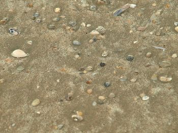 Full frame shot of wet sand