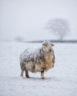 Dog on field during winter