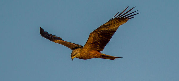 Bird flying against sky