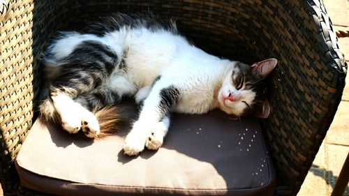 High angle view of cat sleeping in basket