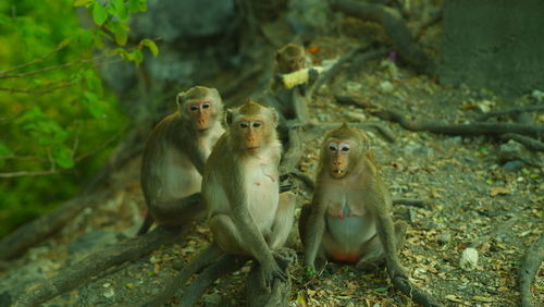 Monkey sitting on a wood