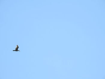 Low angle view of seagull flying