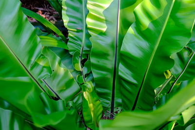 Full frame shot of leaves