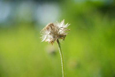 Close-up of wilted dandelion flower