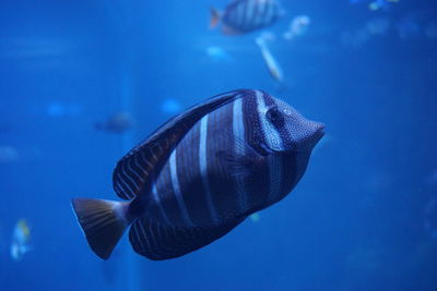 Close-up of fish swimming in sea