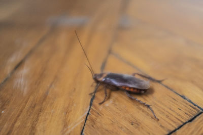 Close-up of insect on wood