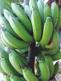 Full frame shot of succulent plant