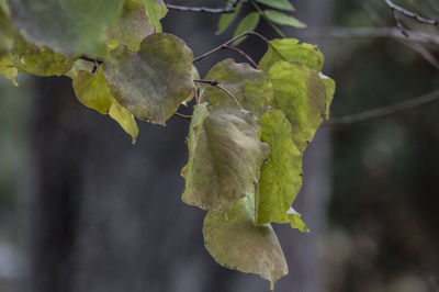 Close-up of fruit growing on plant