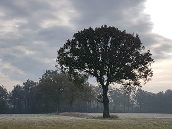 Tree on field against sky