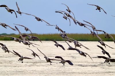 Seagulls flying over land