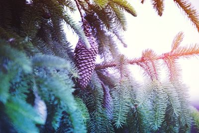 Palm leaves on palm tree