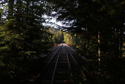 Railroad tracks amidst trees in forest