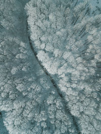 Full frame shot of trees