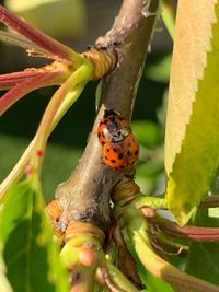 Close-up of ladybug on plant