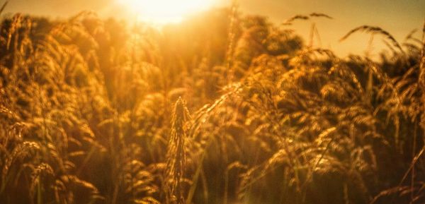 Close-up of wheat field against sky at sunset